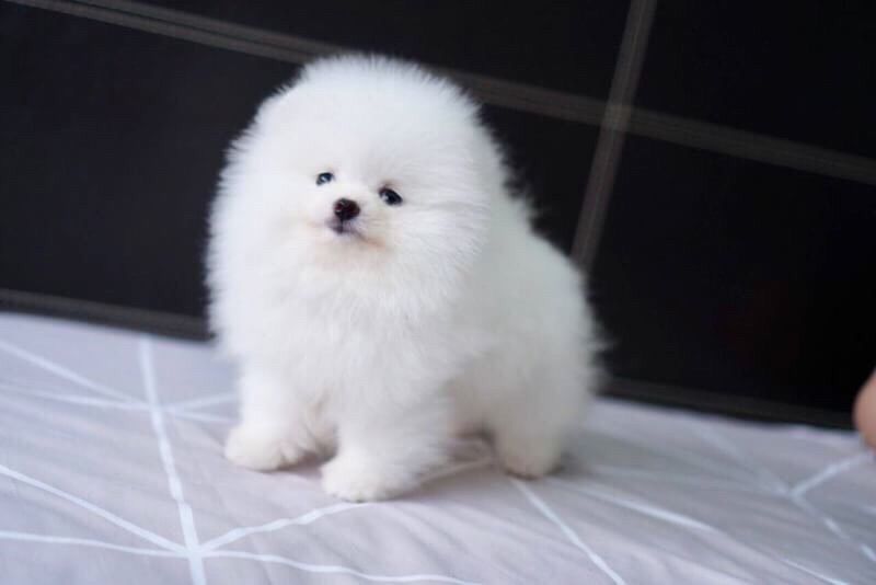Two Beautiful Pomeranian Puppies text us (onellabetilla@gmail.com) Image eClassifieds4u