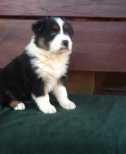 Australian Shepherd Puppies text us (onellabetilla@gmail.com)