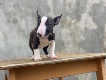 Bull Terrier puppies Puppies text us (onellabetilla@gmail.com)