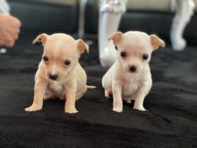 Chihuahua Puppies Available Now text us (onellabetilla@gmail.com)