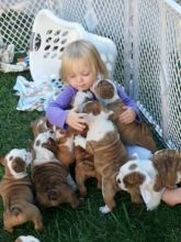 English bulldog Puppies ready for new home text us (onellabetilla@gmail.com)