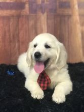 Fantastic GOLDEN RETRIEVER puppies text us (onellabetilla@gmail.com)