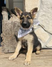 Good trained German Shepherd puppies ready text us (onellabetilla@gmail.com)