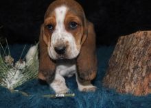 Healthy Basset Hound puppies available text us (onellabetilla@gmail.com)