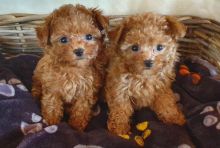 Healthy Toy Poodle Puppies Available text us (onellabetilla@gmail.com)