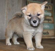 kc Shiba Inu Puppies Available text us (onellabetilla@gmail.com)
