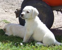 Labrador puppies ready text us (onellabetilla@gmail.com)