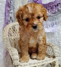 lovely male and female Cavapoo Puppies text us (onellabetilla@gmail.com)