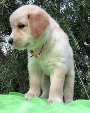 Outstanding Golden Retrieve puppies for sale text us (onellabetilla@gmail.com)
