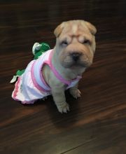 pedigree Shar Pei puppies. text us (onellabetilla@gmail.com)