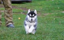 Siberian husky puppies text us (onellabetilla@gmail.com)