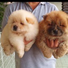 stunning chow chow puppies ready text us (onellabetilla@gmail.com)