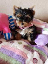 Super adorable Yorkie Puppies. text us (onellabetilla@gmail.com)