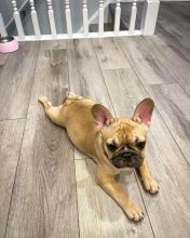 Adorable Male and Female French Bulldog Puppies Ready For Adoption