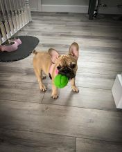 Adorable Male and Female French Bulldog Puppies Ready For Adoption