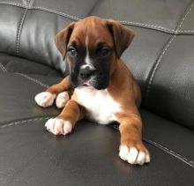 Cute Lovely Boxer Puppies male and female for adoption