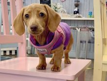 Cute Lovely Dachshund Puppies male and female for adoption