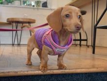 Cute Lovely Dachshund Puppies male and female for adoption