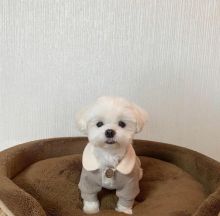 Cute Lovely Maltese Puppies male and female for adoption