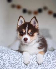 Cute Lovely pomsky Puppies male and female for adoption