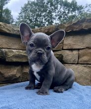 Wonderful French bulldog Puppies text us (onellabetilla@gmail.com)