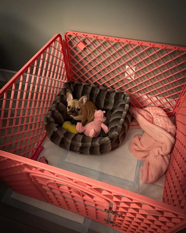 Adorable Male and Female French Bulldog Puppies Ready For Adoption Image eClassifieds4u