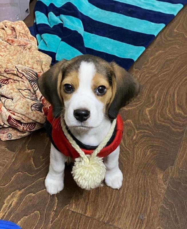 Cute Lovely Beagle Puppies male and female for adoption Image eClassifieds4u