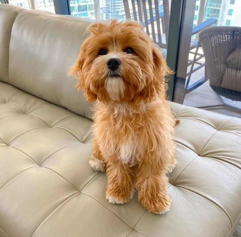 Cute Lovely cavapoo Puppies male and female for adoption Image eClassifieds4u