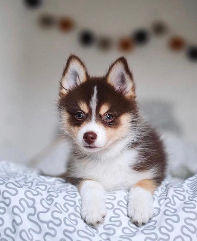 Cute Lovely pomsky Puppies male and female for adoption Image eClassifieds4u