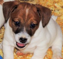 Beautiful Jack Russell Puppies text us (onellabetilla@gmail.com) Image eClassifieds4U