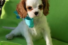 Cavalier King Charles Spaniel puppies. text us (onellabetilla@gmail.com) Image eClassifieds4U