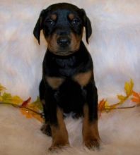 Good Looking Doberman Puppies text us (onellabetilla@gmail.com) Image eClassifieds4U