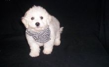 Last 3 available! Bichon Fries puppies. text us (onellabetilla@gmail.com) Image eClassifieds4U