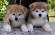 Pembroke welsh corgi puppies text us (onellabetilla@gmail.com) Image eClassifieds4U