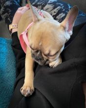 Adorable Male and Female French Bulldog Puppies Ready For Adoption Image eClassifieds4u 2