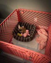 Adorable Male and Female French Bulldog Puppies Ready For Adoption Image eClassifieds4u 2