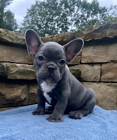 Wonderful French bulldog Puppies text us (onellabetilla@gmail.com) Image eClassifieds4u
