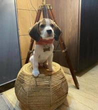 Cute Lovely Beagle Puppies male and female for adoption