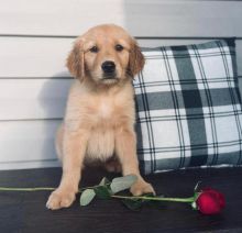 Cute Lovely golden retriever Puppies male and female for adoption