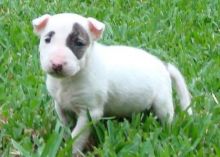 Perfect Bull Terrier puppies text us ( pcourtney712@gmail.com )