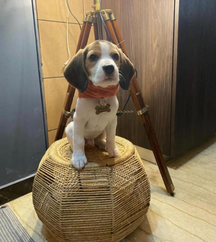 Cute Lovely Beagle Puppies male and female for adoption Image eClassifieds4u