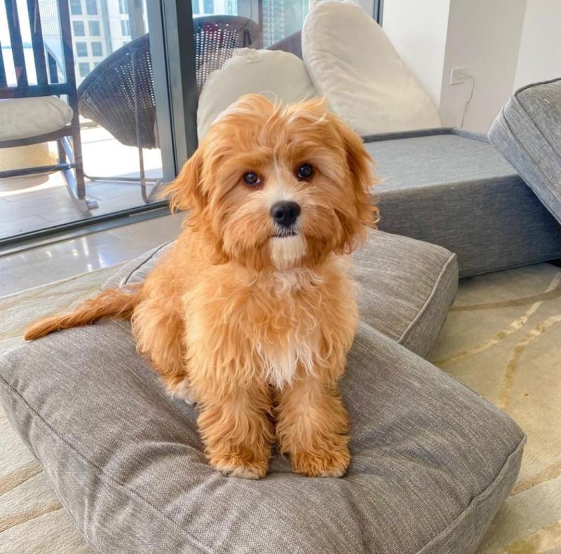 Cute Lovely cavapoo Puppies male and female for adoption Image eClassifieds4u