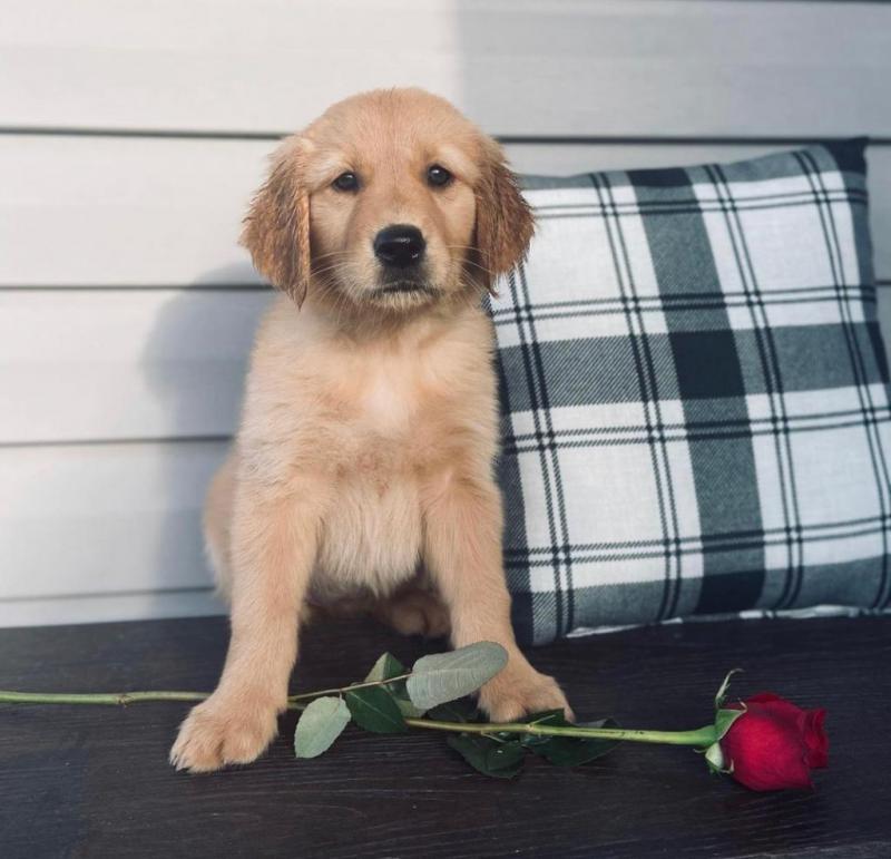 Cute Lovely golden retriever Puppies male and female for adoption Image eClassifieds4u