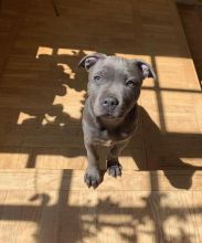 Cute Lovely America blue nose Pitbull Puppies male and female for adoption Image eClassifieds4U