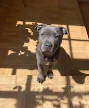 Cute Lovely America blue nose pitbull Puppies male and female for adoption Image eClassifieds4U