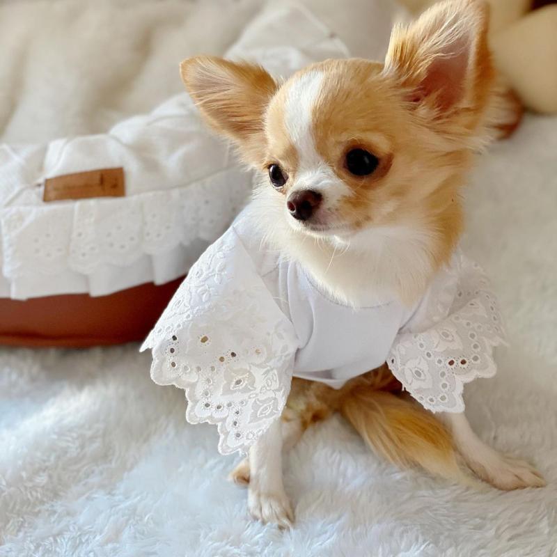 Cute Lovely chihuahua Puppies male and female for adoption Image eClassifieds4u