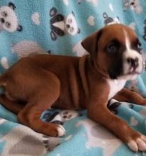 Boxer fawn male with white markings