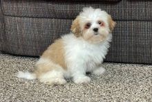 Cute and handsome litter of Lhasa