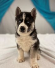 health guarantee Siberian Husky