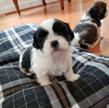 Mother and Father Shih Tzu